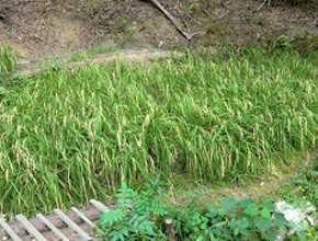 Growing Rice