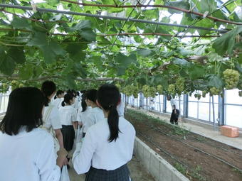 京都府立大学生命環境科学部附属農場で学外サイエンス学習を行いました