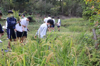 校内にある棚田で稲刈りを行いました